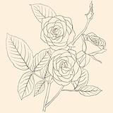 hand drawing illustration of a  bouquet of roses 