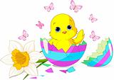 Easter chick surprise