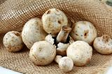 fresh organic field mushrooms in a bag