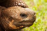 Giant Tortoise Head Shot