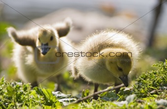 Two Baby Geese