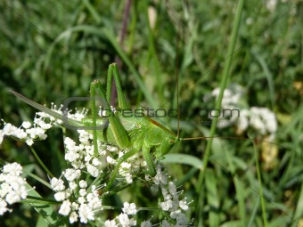 Grasshopper on flowers