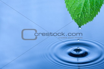 Green leaf water drops