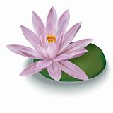 pink lotus isolated on a white