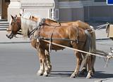Two horses in a street