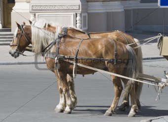 Two horses in a street