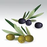 Black and green isolated olives