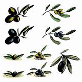 Collection of the different olive illustrations