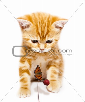 kitty and butterfly