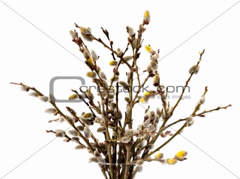 willow branches isolated on white background