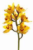 Fresh bright yellow orchid