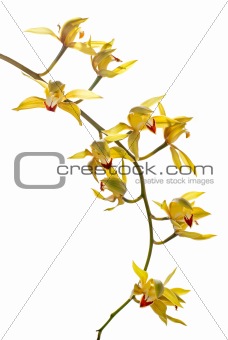 Fresh bright yellow orchid