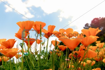 Orange Poppies Field 