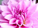 Beautiful pink lotus flower close-up 