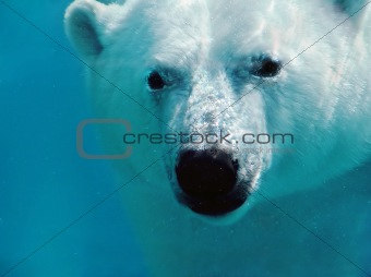 Polar bear underwater portrait
