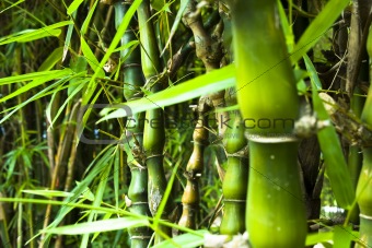 Asian Bamboo forest