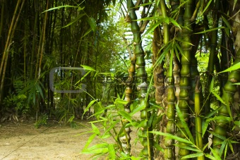 Asian Bamboo forest