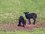 two black lambs
