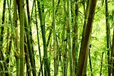 bamboo background 