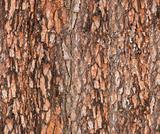 pine's bark texture