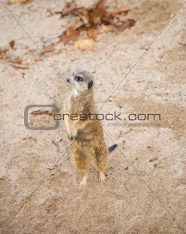 meerkat 