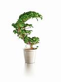 growing euro tree