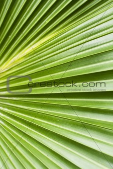 Palm tree leaf abstract background