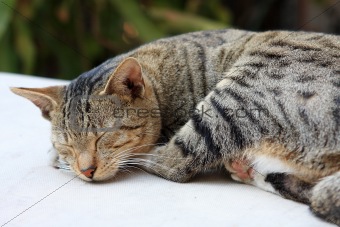 Cute ginger cat sleeping on a table. 