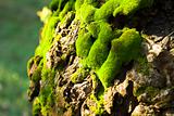 Green moss on a tree 