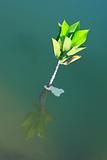 young tree growing in water
