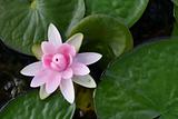pink Lotus Flower in the pond.