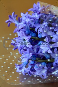 Fresh spring flowers purple hyacinths on a gold background