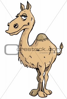 Cartoon Camel