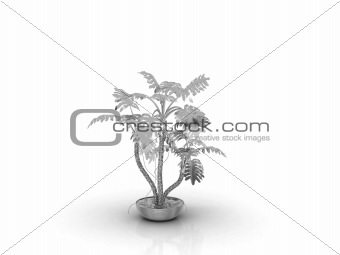 ferrous plant