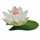 lotus isolated on a white background