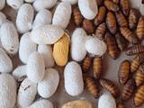 Cocoon silkworm for silk production
