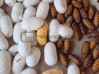 Cocoon silkworm for silk production