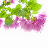 Pink Bougainvillea and green leaf