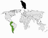 Andean Condor distribution