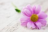 Pink daisy on rustic wooden background