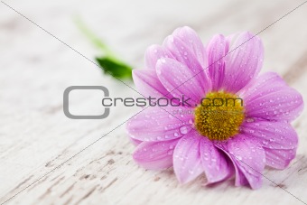 Pink daisy on rustic wooden background