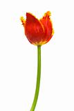 Beautiful tulip