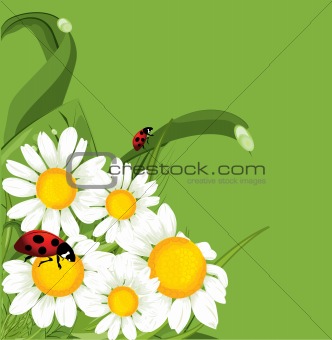 vector ladybird green background 