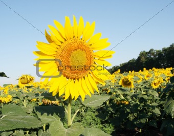 blooming sunflower field