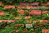 fern on old brick wall 