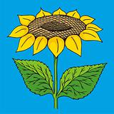 Sunflower sketch