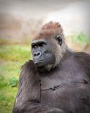 Female Gorilla