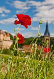 Poppies in Beaujolais, France