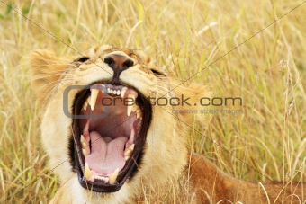 Masai Mara Baby Lion Yawning/Growling