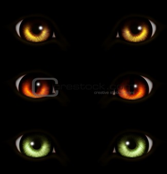 Eyes of animals